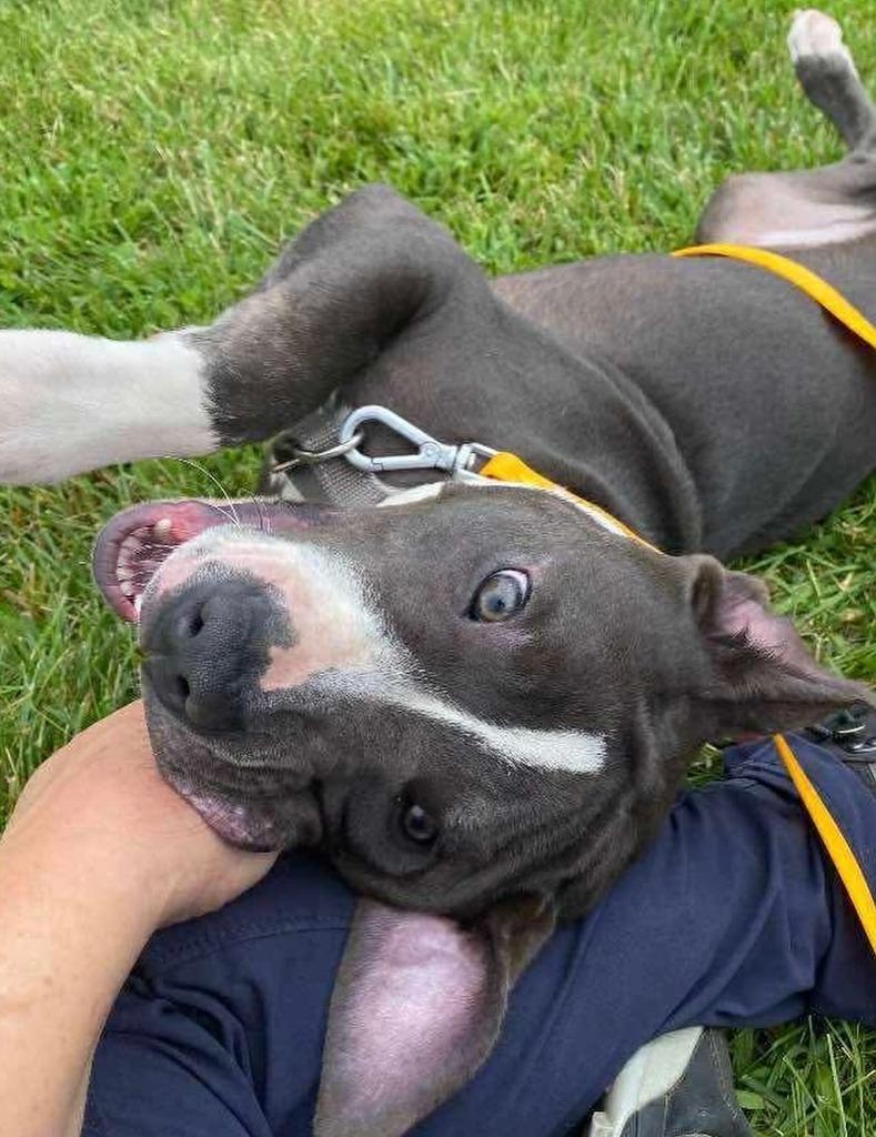 Phoenix, a Adoptable Pit Bull Terrier in sun prairie, WI image 4/4