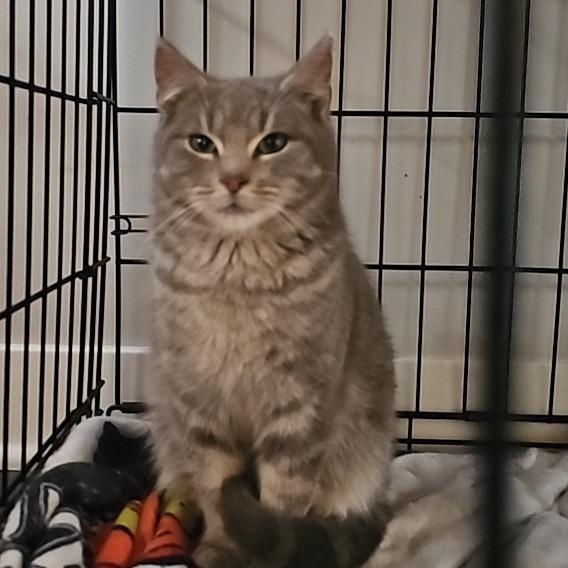 FOUND - Parker — thumbnail 2