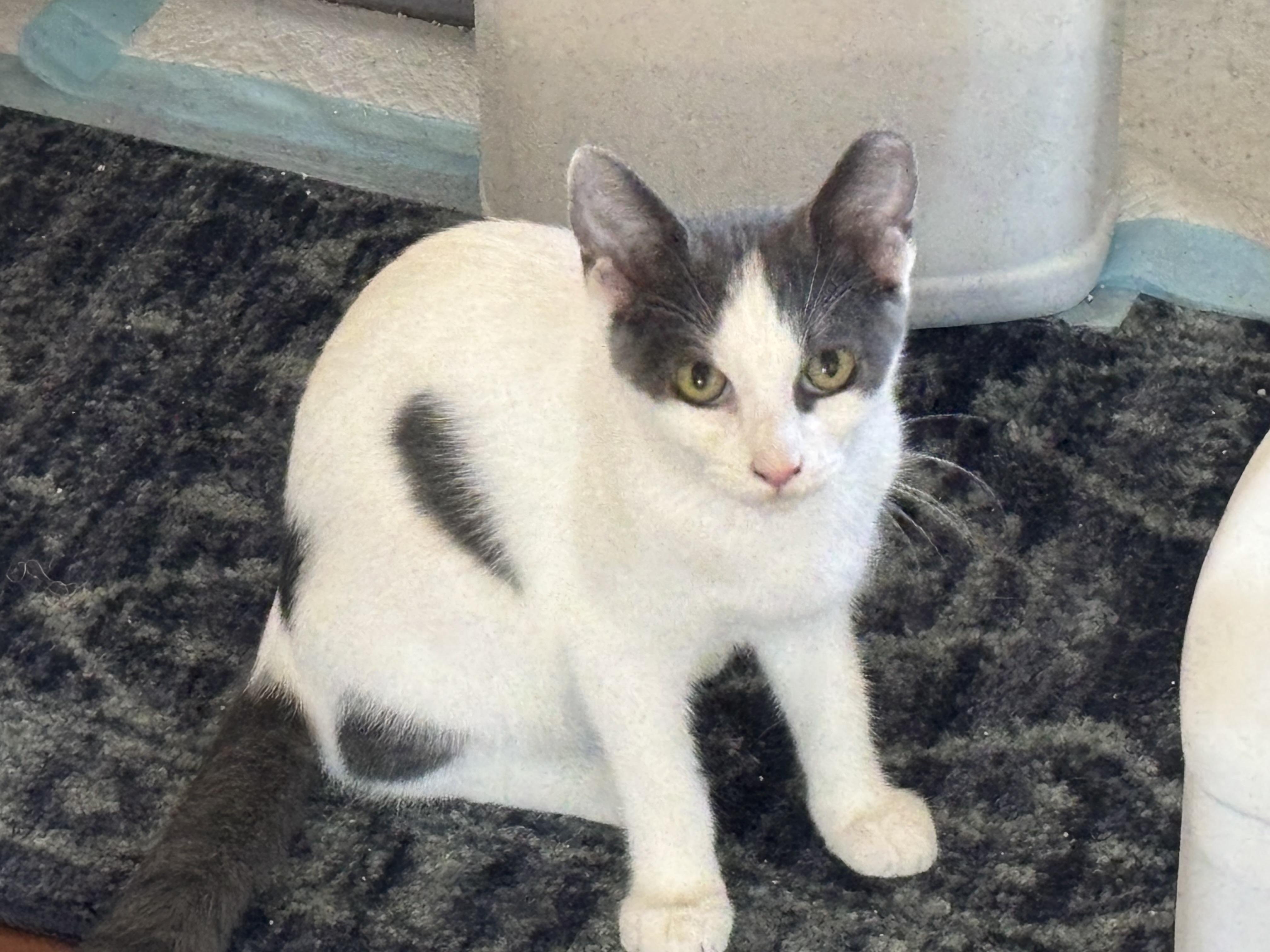 Enlarge Jimmy, a Adoptable Domestic Short Hair in Sierra Vista, AZ image 1/3