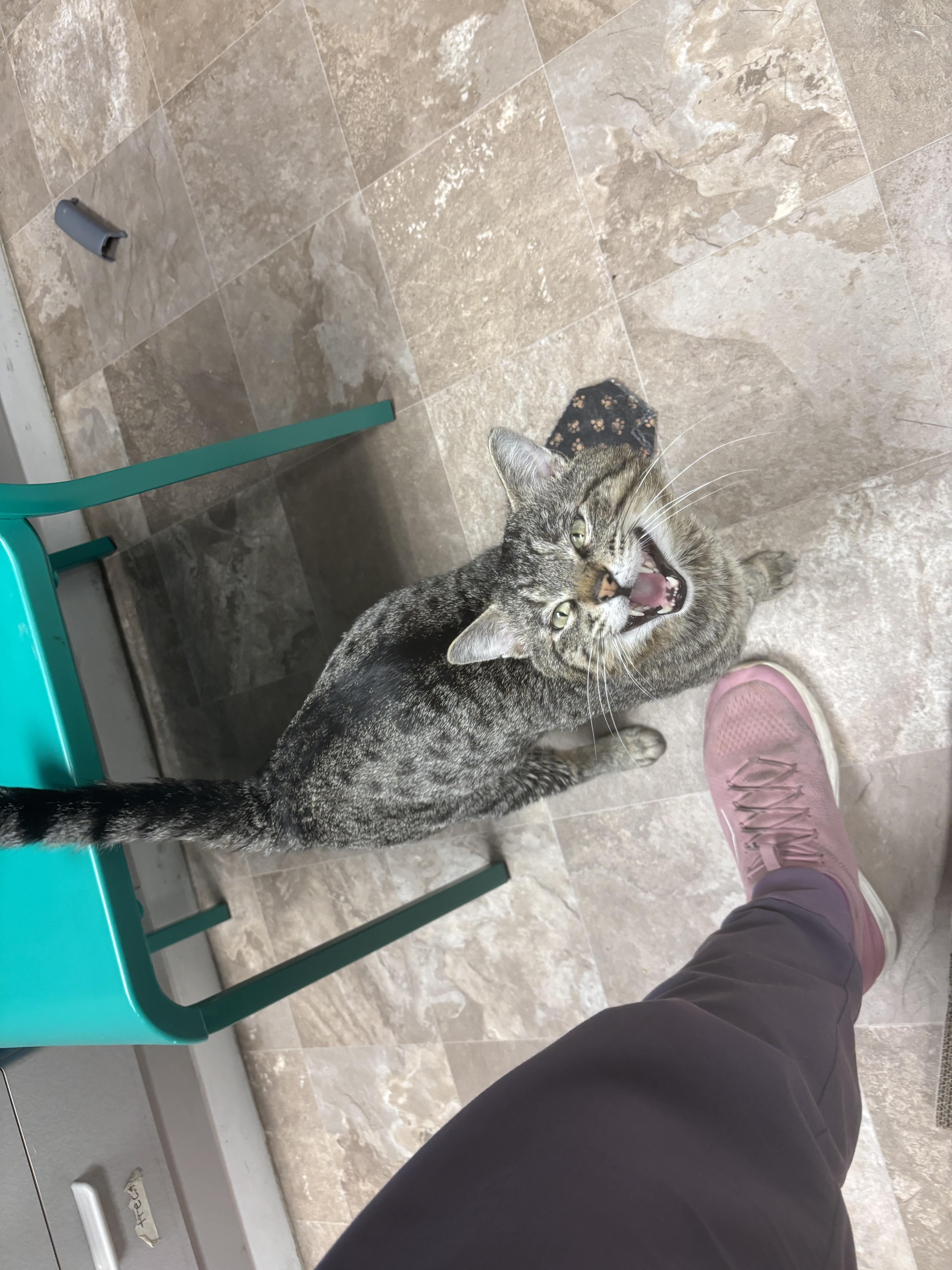 Jury, a Adoptable Domestic Short Hair in Boone, IA image 2/5