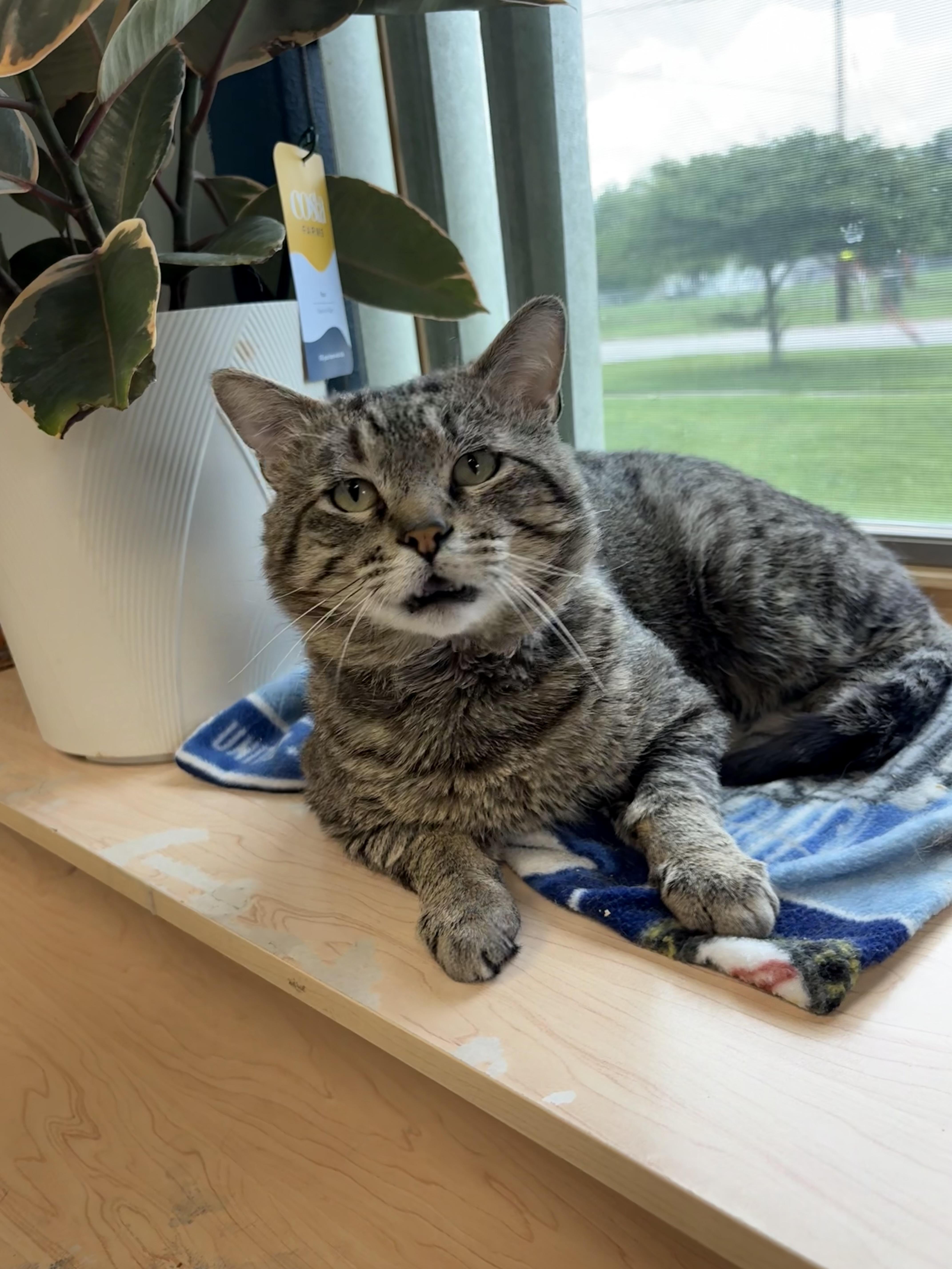 Jury, a Adoptable Domestic Short Hair in Boone, IA image 4/5