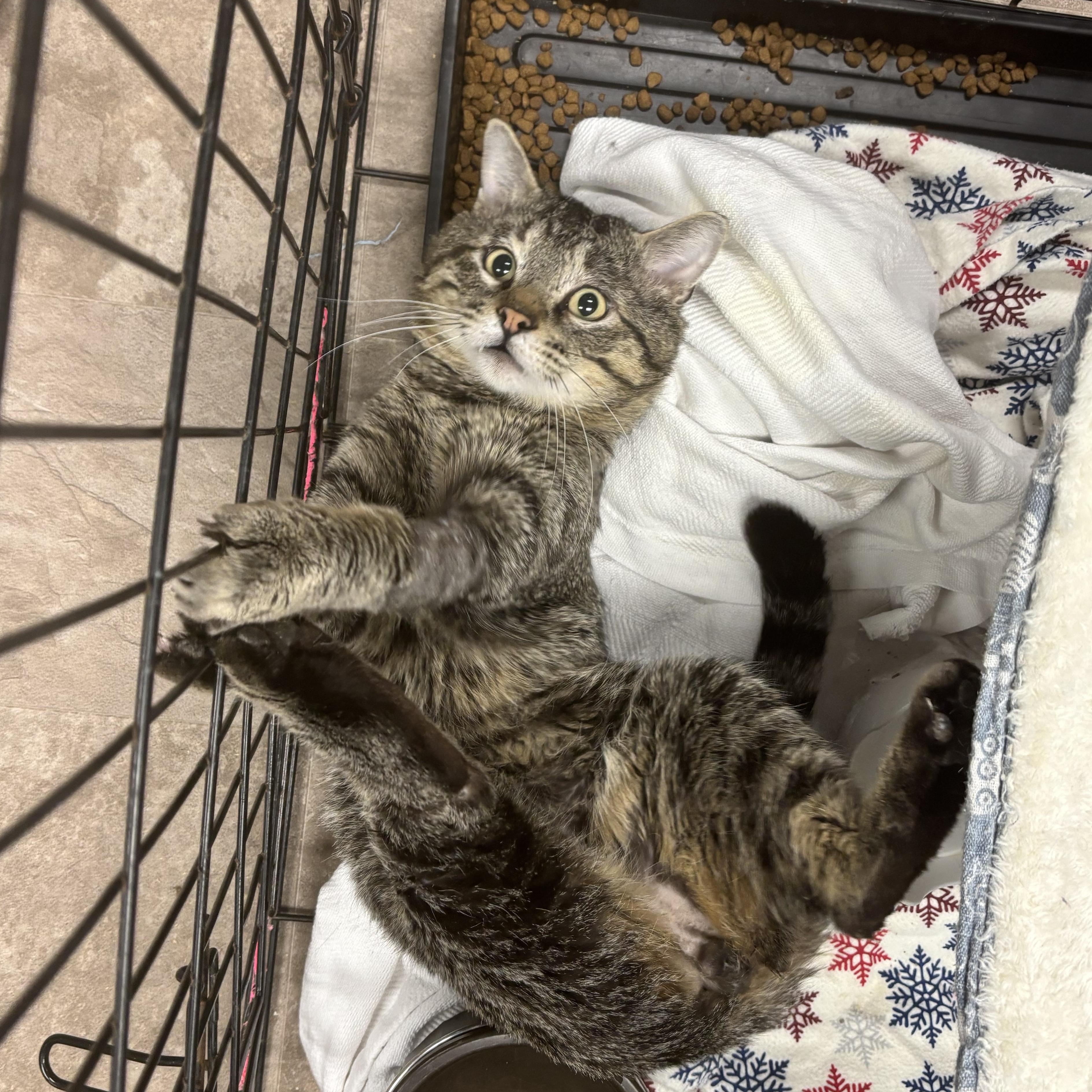 Jury, a Adoptable Domestic Short Hair in Boone, IA image 1/5