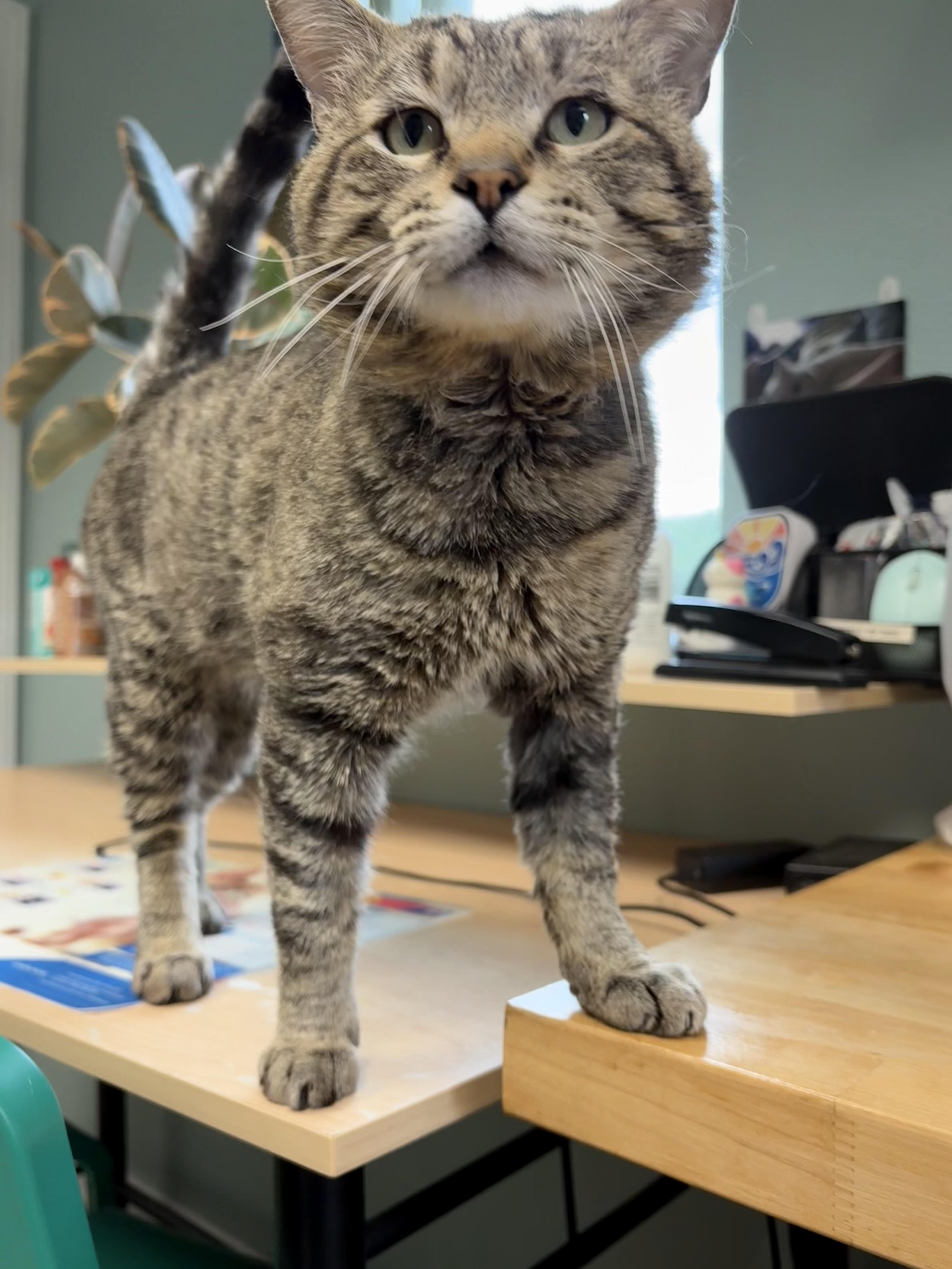 Jury, a Adoptable Domestic Short Hair in Boone, IA image 3/5