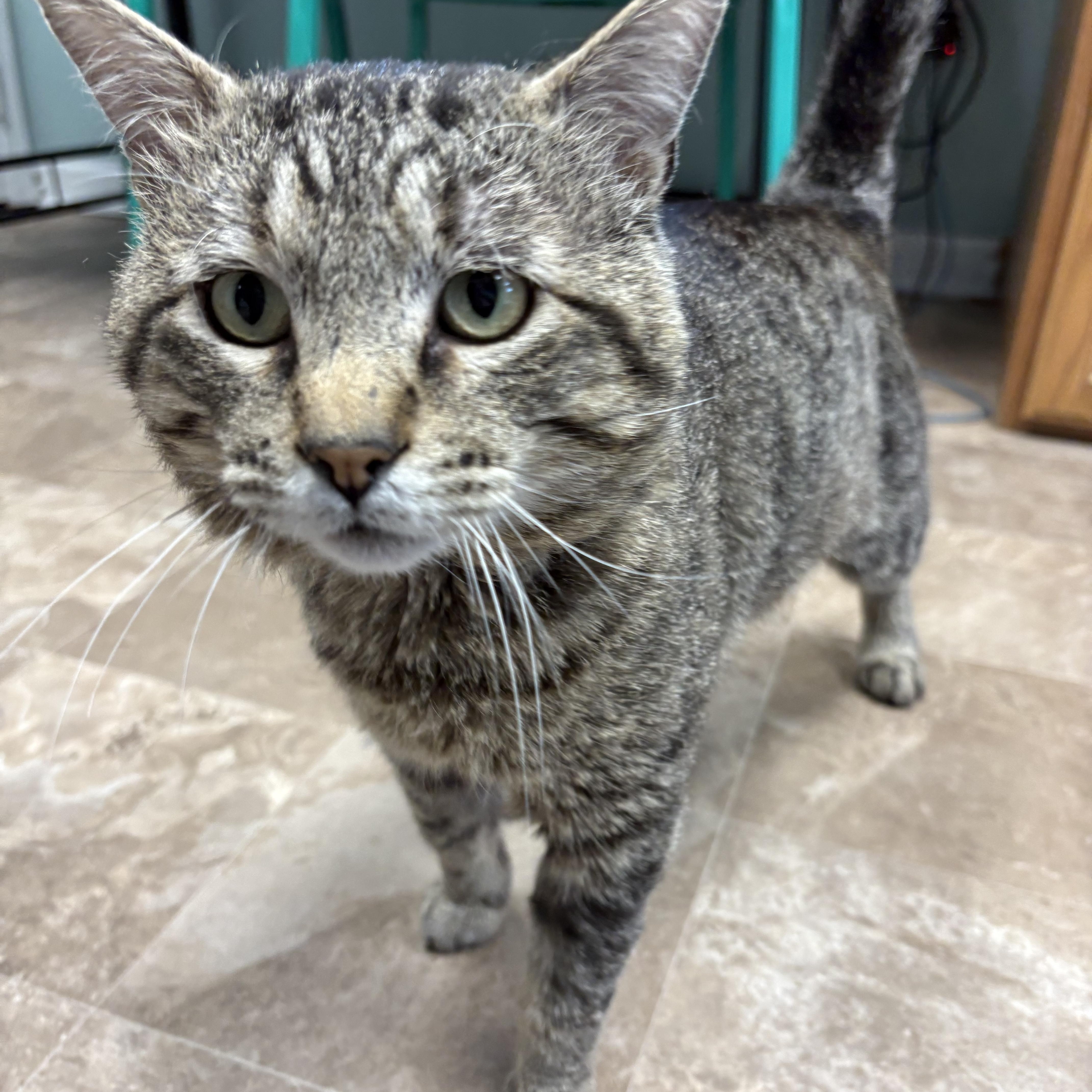 Jury, a Adoptable Domestic Short Hair in Boone, IA image 5/5