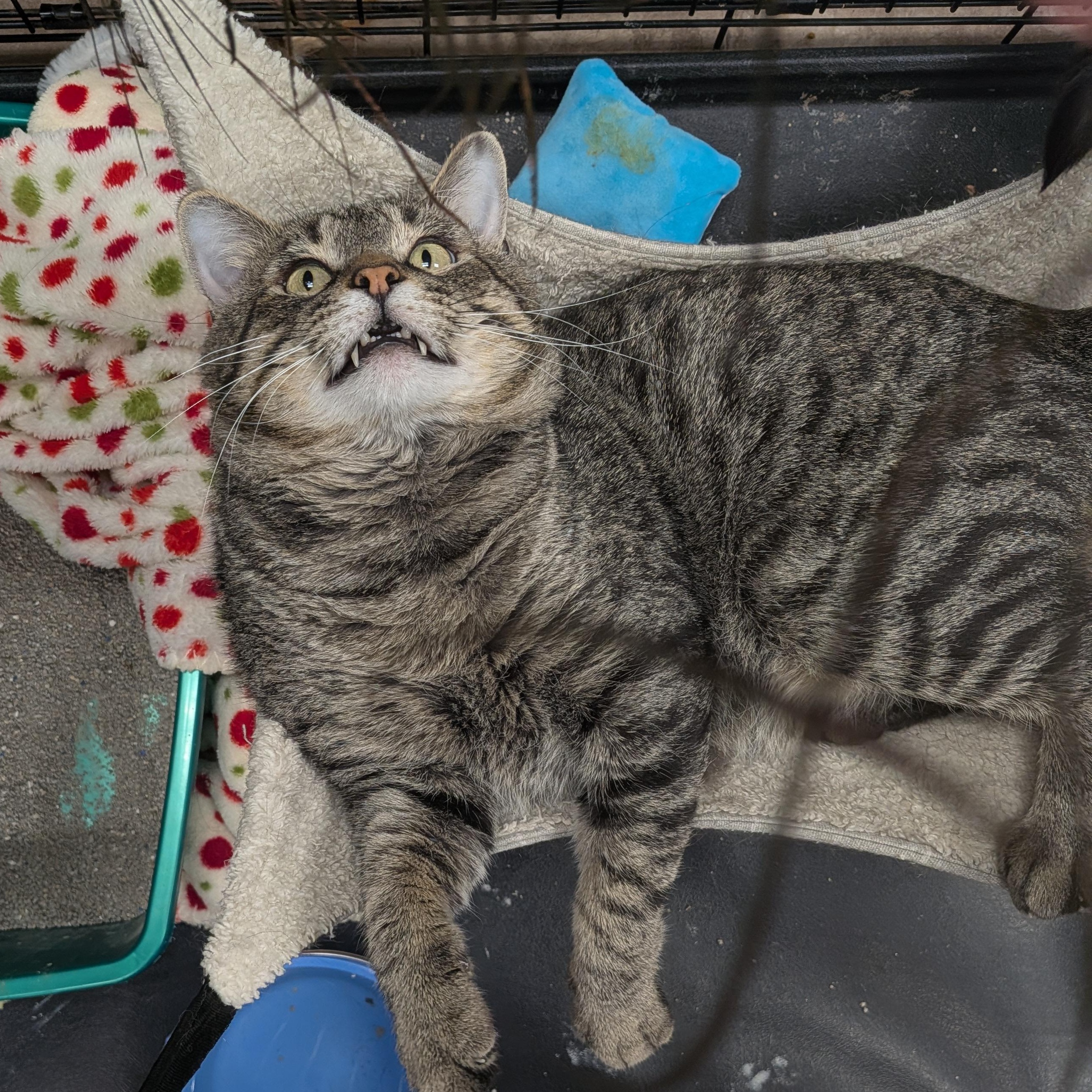 Enlarge Jury, a Adoptable Domestic Short Hair in Boone, IA image 4/6