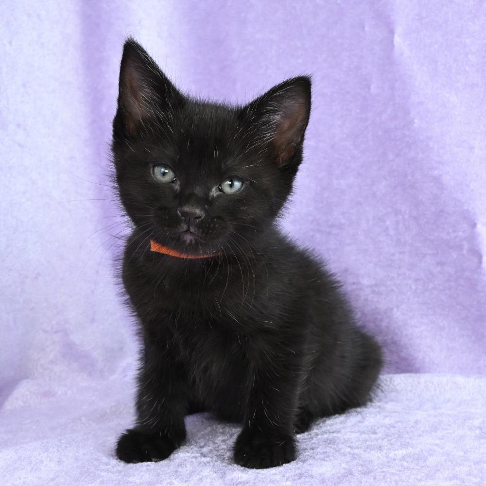 Enlarge Hazel, a Adoptable Domestic Short Hair in Mobile, AL image 1/6