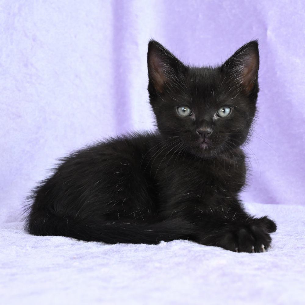 Enlarge Hazel, a Adoptable Domestic Short Hair in Mobile, AL image 2/6