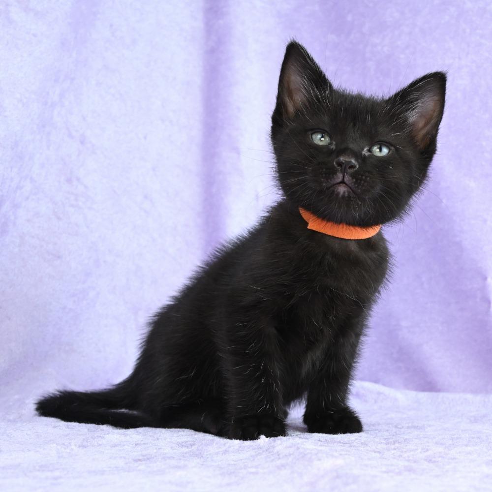 Enlarge Hazel, a Adoptable Domestic Short Hair in Mobile, AL image 3/6