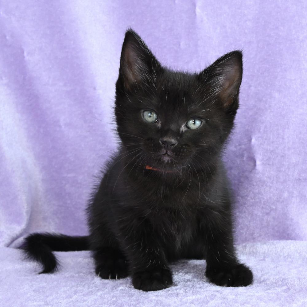 Enlarge Hazel, a Adoptable Domestic Short Hair in Mobile, AL image 4/6