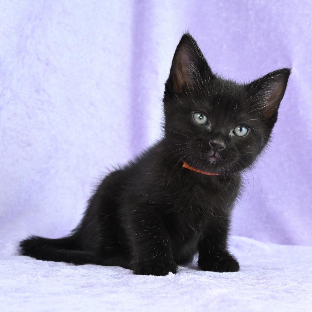 Enlarge Hazel, a Adoptable Domestic Short Hair in Mobile, AL image 5/6