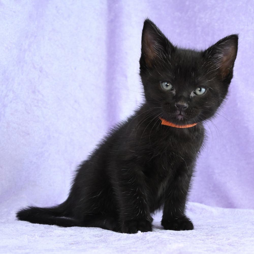 Enlarge Hazel, a Adoptable Domestic Short Hair in Mobile, AL image 6/6