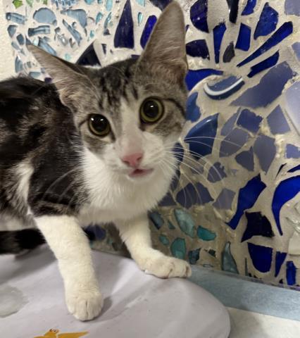 CROSBY, Adoptable, Young Male Domestic Short Hair.