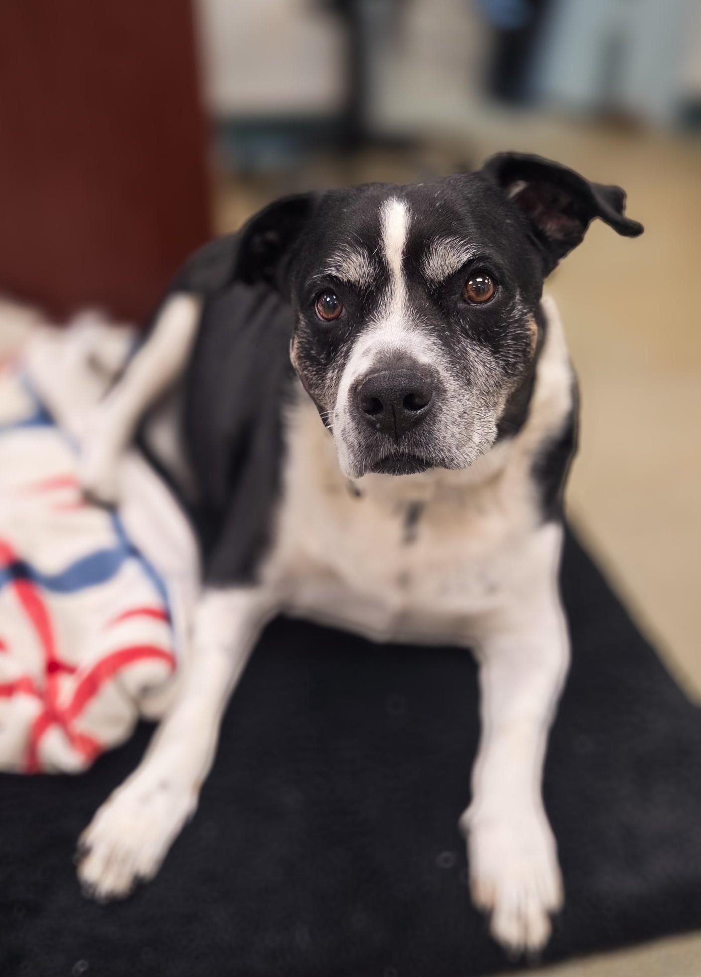 T-Bone, a Adoptable mixed breed in Phoenix, MD image 3/3
