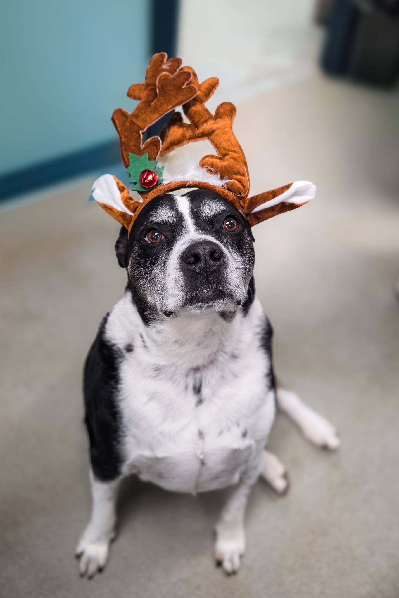T-Bone, a Adoptable mixed breed in Phoenix, MD image 2/3