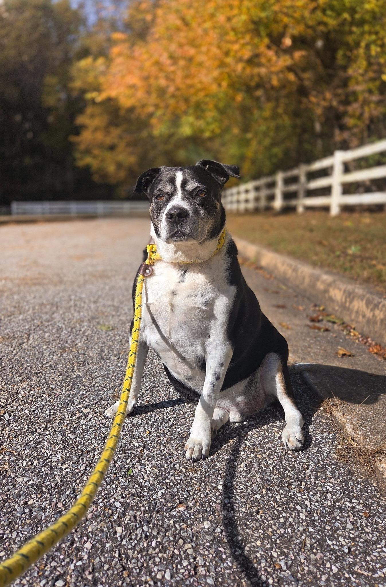 T-Bone, Adoptable, Senior Male Pit Bull Terrier.