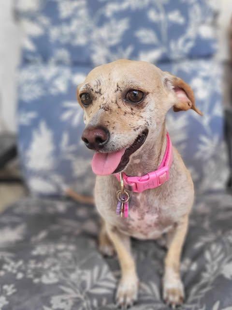 Angeline, Young Female Chihuahua