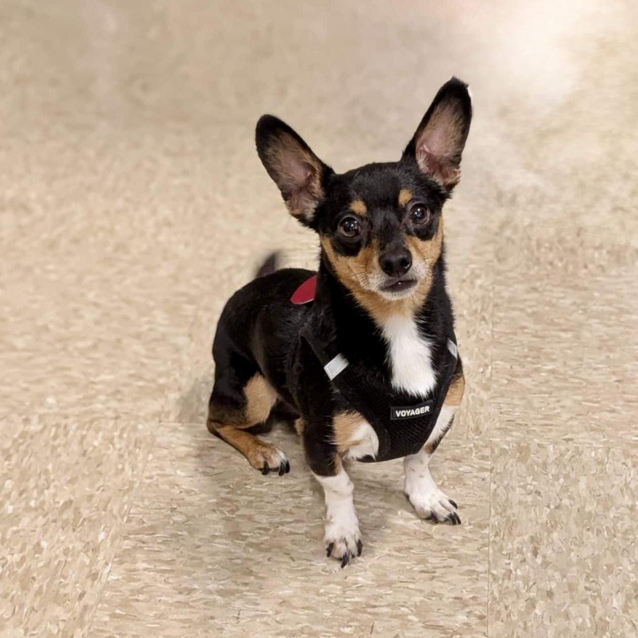 KJ, Adult Male Chihuahua