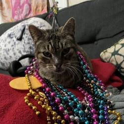 Chunky (Borris), a Adoptable mixed breed in Galveston, TX image 2/3