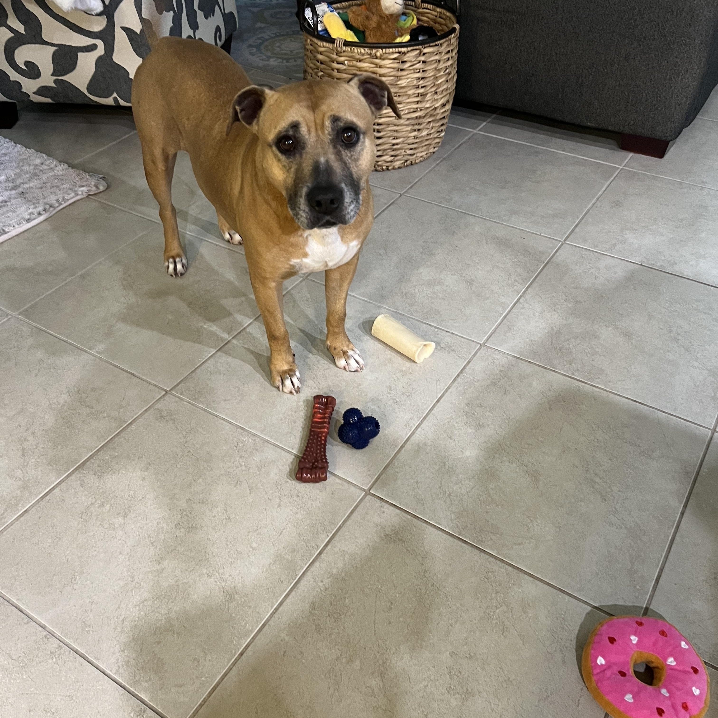 Kola, adoptable, Senior Female Black Mouth Cur & American Staffordshire Terrier.