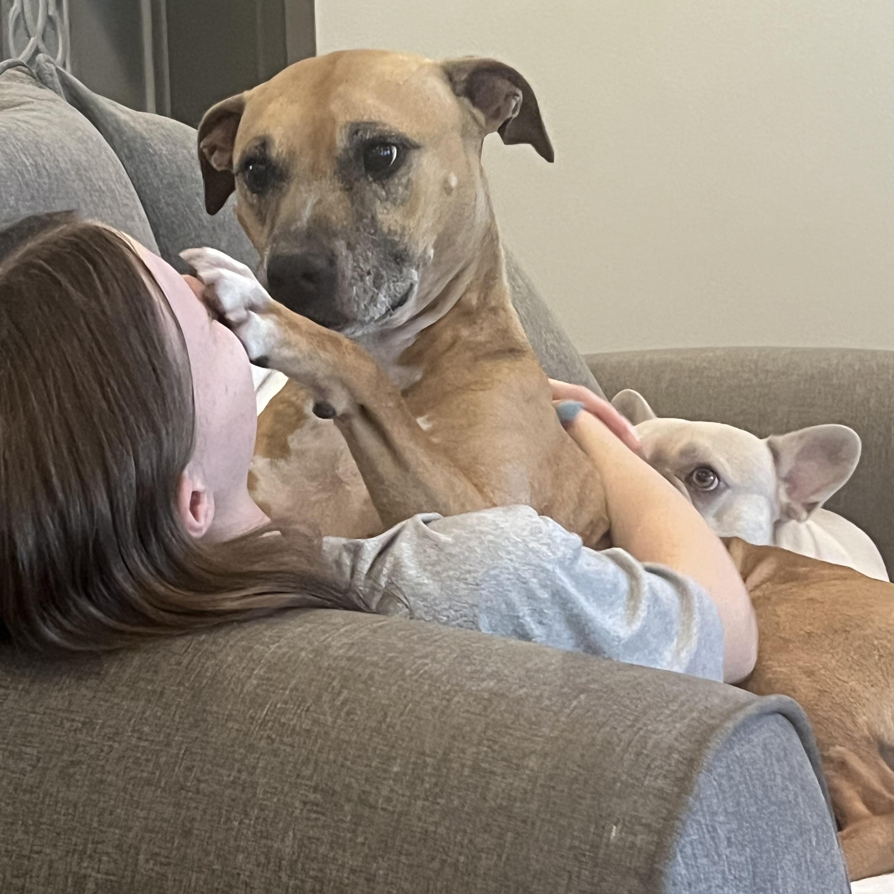 Kola, an adoptable mixed breed in Wesley Chapel, FL image 5/5