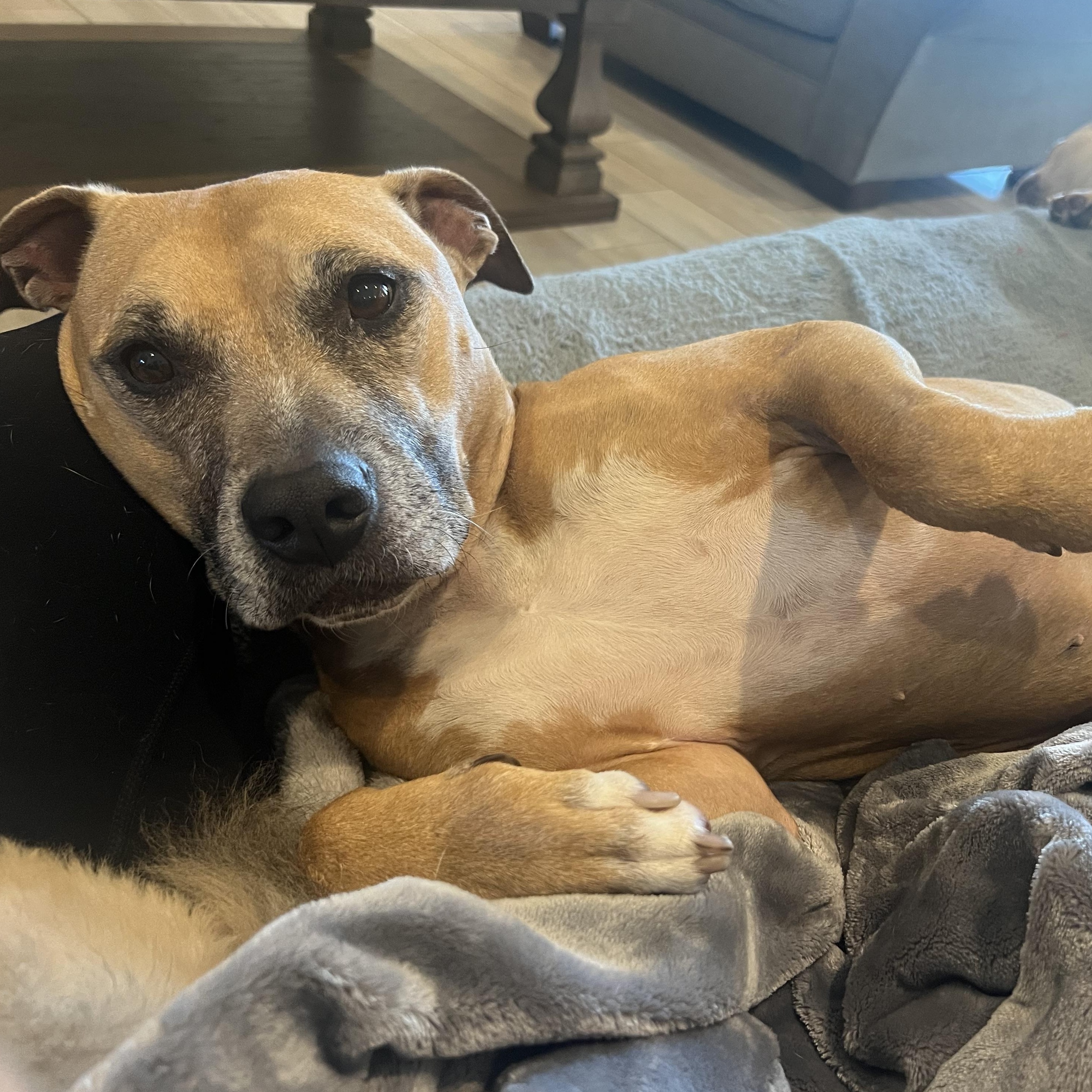 Kola, an adoptable mixed breed in Wesley Chapel, FL image 4/5