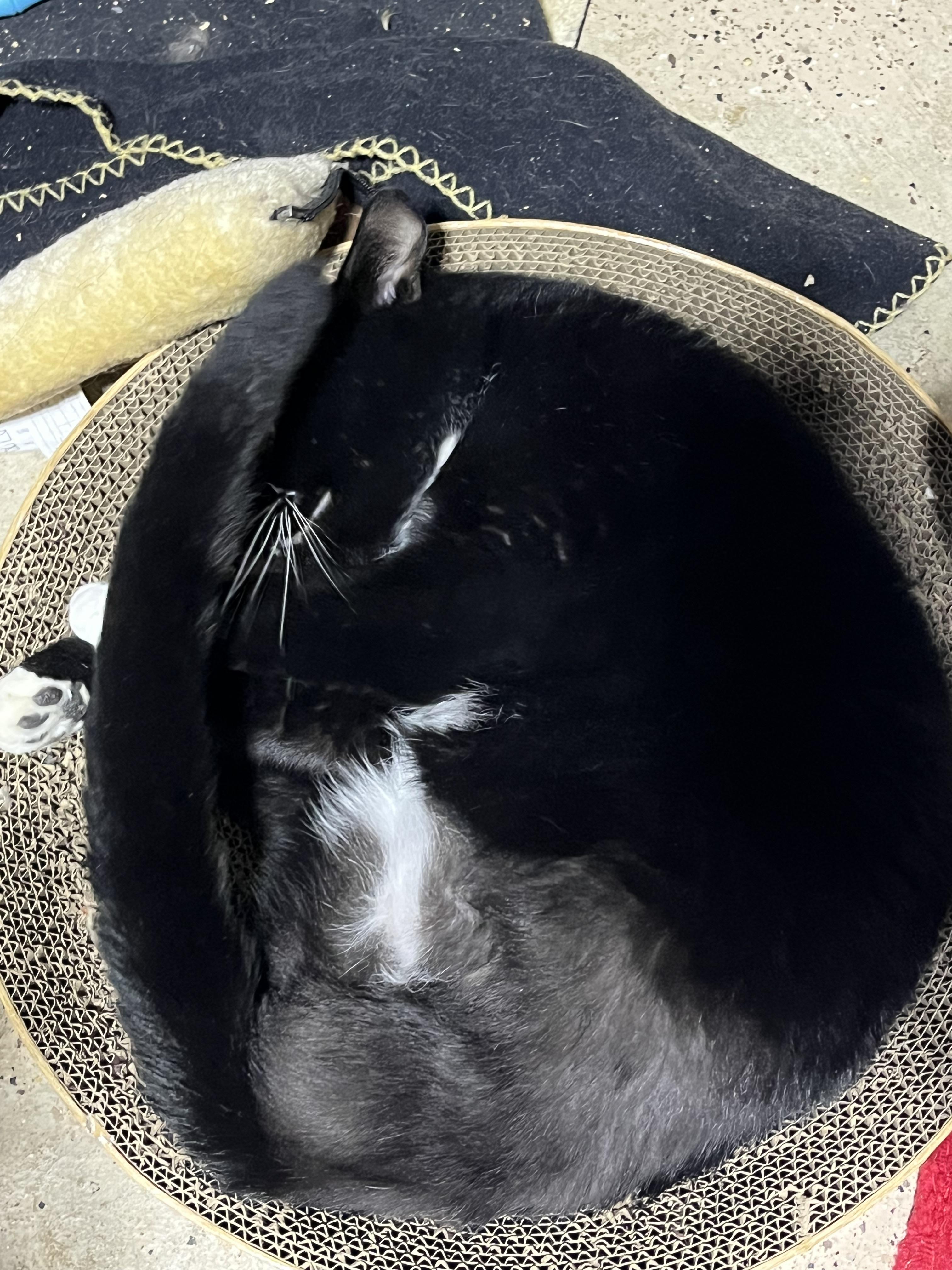 Enlarge Rex, a ADOPTABLE Tuxedo in Hamilton, ON image 5/5