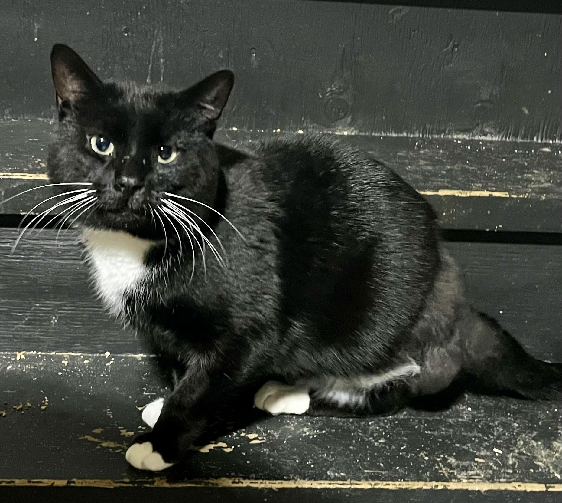 Rex, ADOPTABLE, Adult Male Tuxedo.