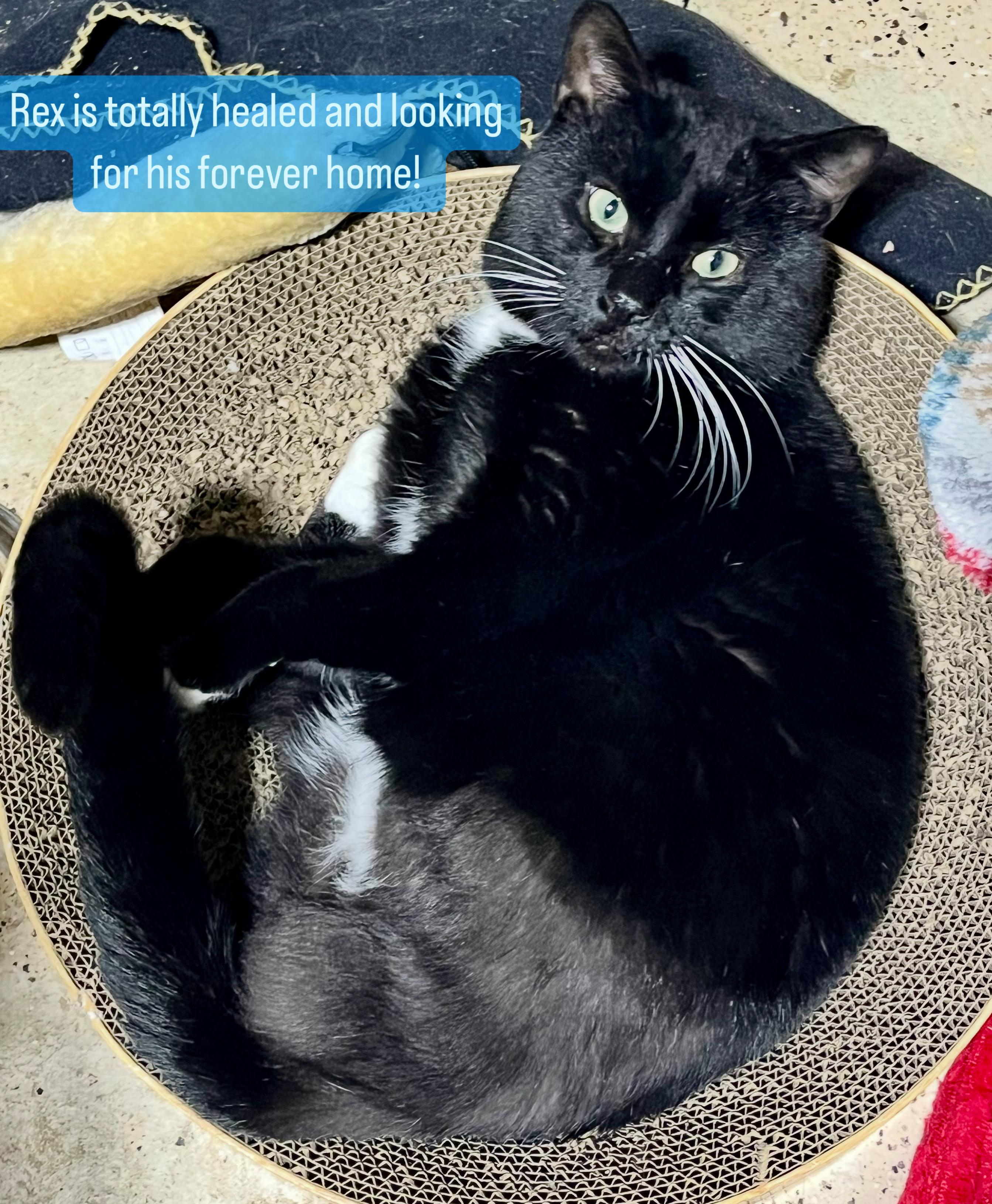 Enlarge Rex, a ADOPTABLE Tuxedo in Hamilton, ON image 4/5