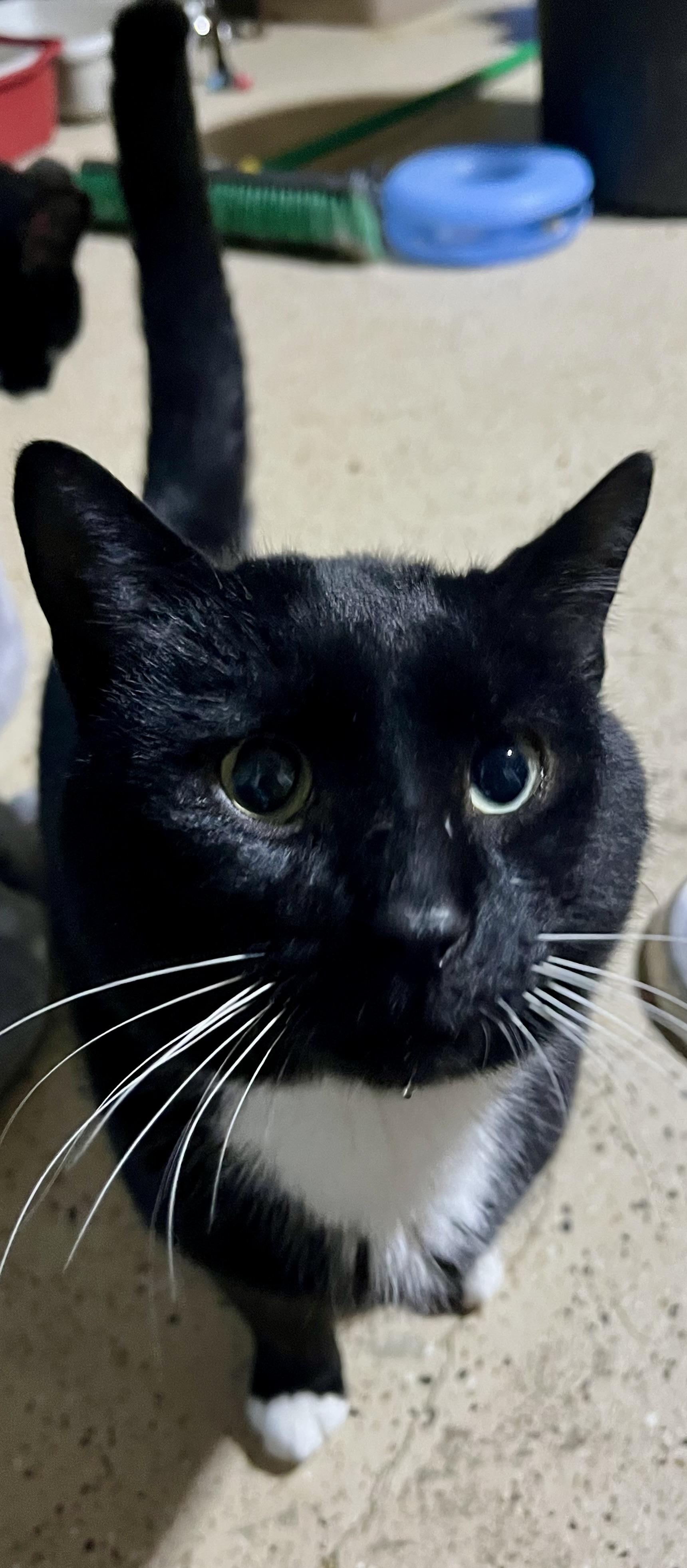 Enlarge Rex, a ADOPTABLE Tuxedo in Hamilton, ON image 2/5