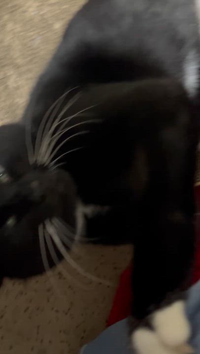 Enlarge Rex, a ADOPTABLE Tuxedo in Hamilton, ON video 3/5