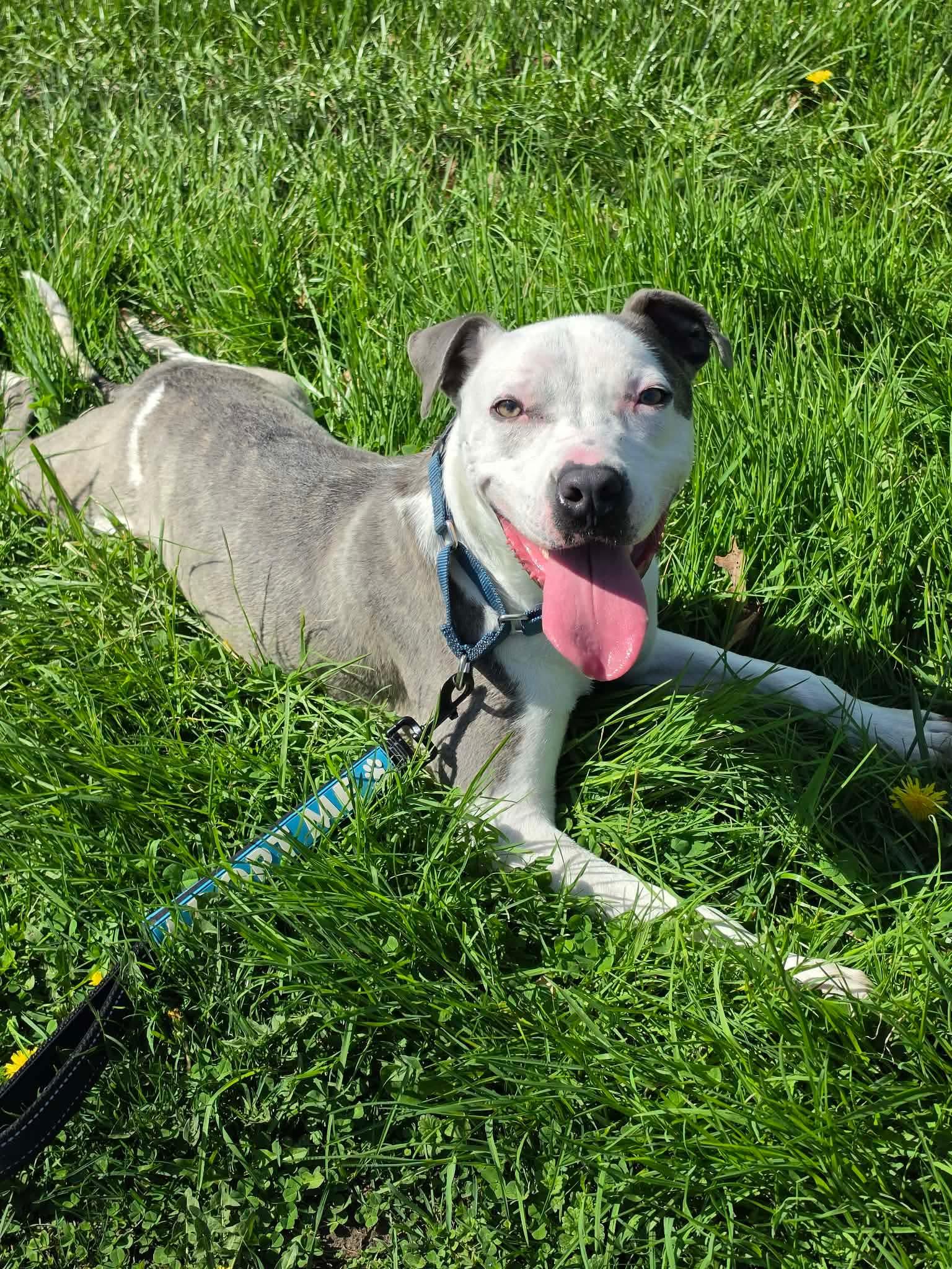 Enlarge Robinson, an adopted Mixed Breed in Highland, NY image 4/6