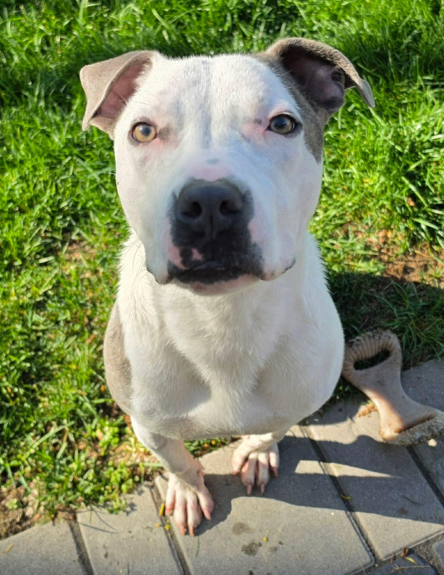 Enlarge Robinson, an adopted Mixed Breed in Highland, NY image 5/6