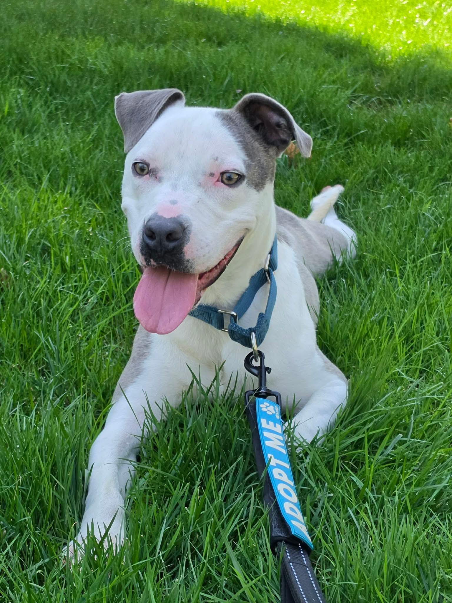 Enlarge Robinson, an adopted Mixed Breed in Highland, NY image 2/6