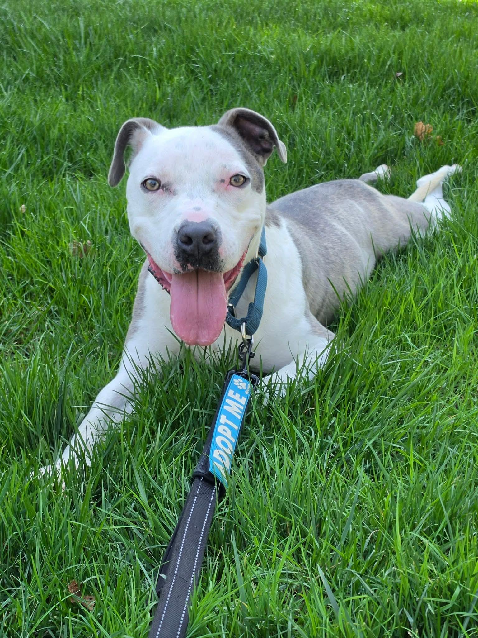 Enlarge Robinson, an adopted Mixed Breed in Highland, NY image 3/6