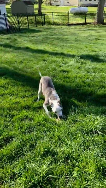 Enlarge Robinson, an adopted Mixed Breed in Highland, NY video 6/6