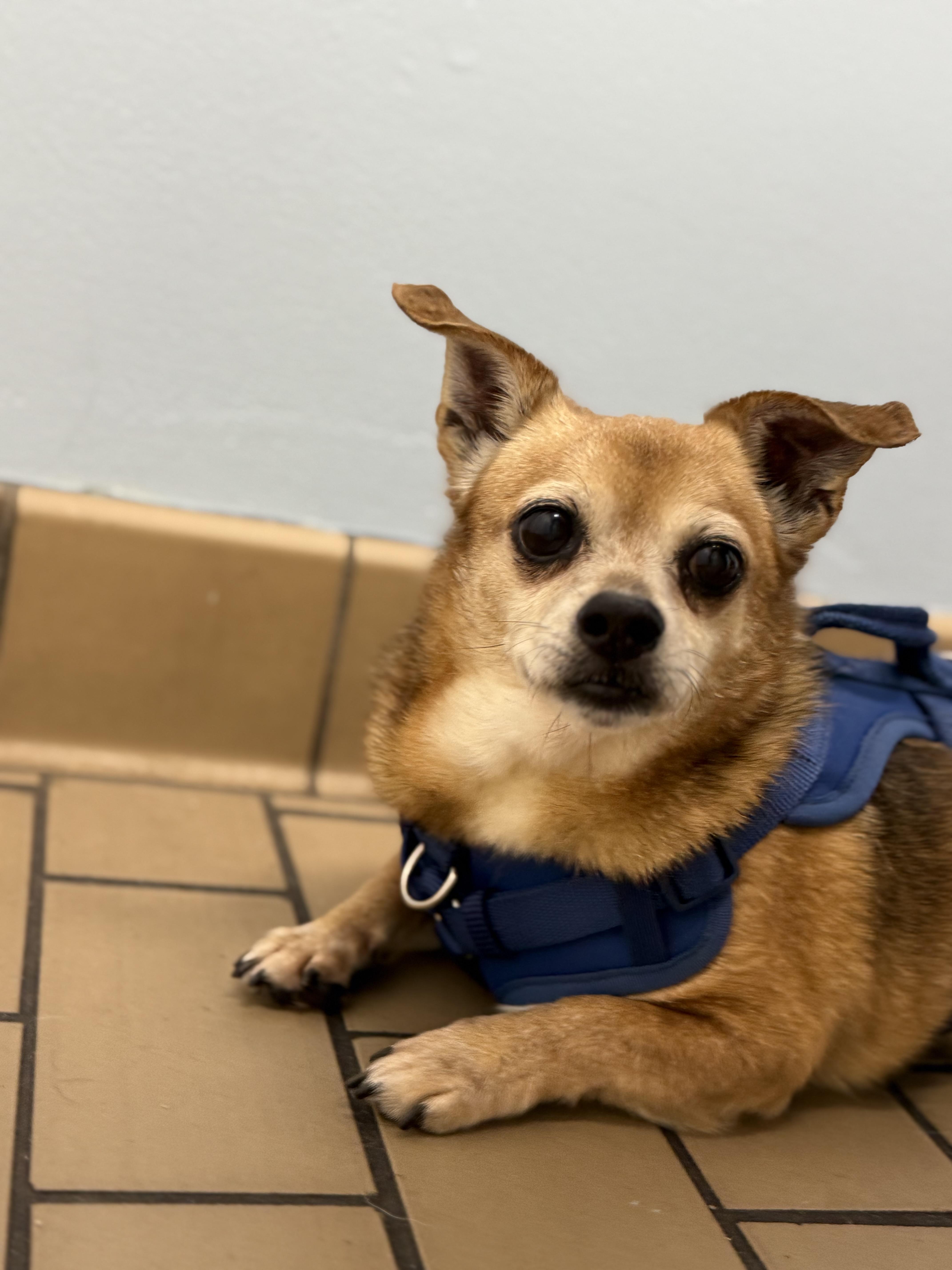 BamBam, a Adoptable Chihuahua in Plant City, FL image 1/3