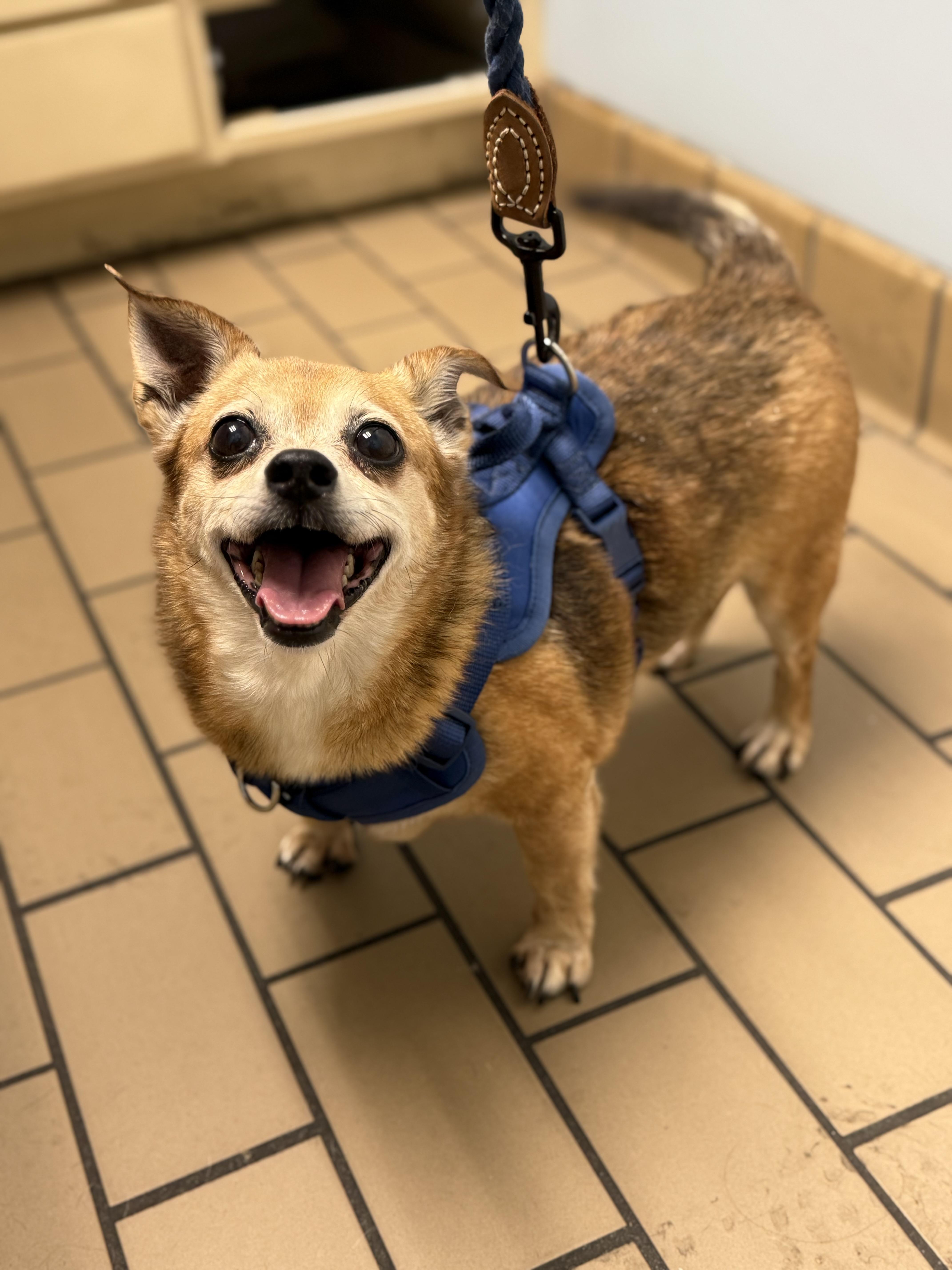 BamBam, Senior Male Chihuahua