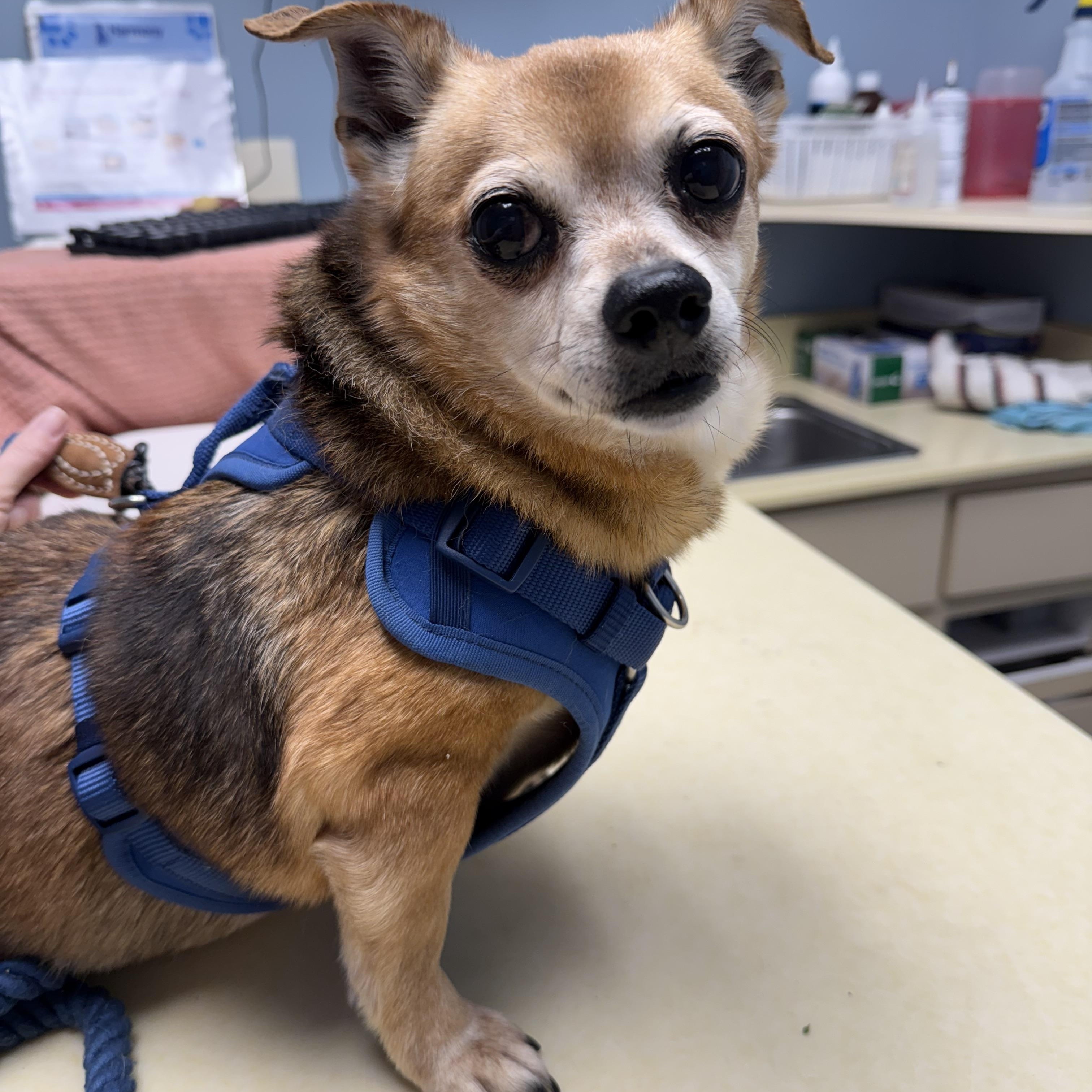 BamBam, a Adoptable Chihuahua in Plant City, FL image 3/3