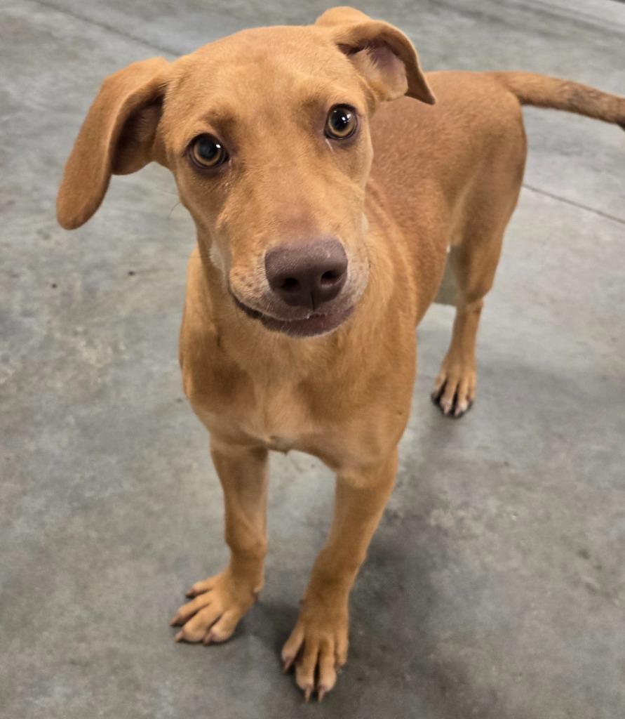 Enlarge LACEY, a Adoptable mixed breed in Sandusky, OH image 1/1