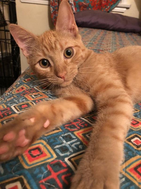 Tyler, an adoptable Tabby & Domestic Short Hair Mix in Pasadena, CA_image-1