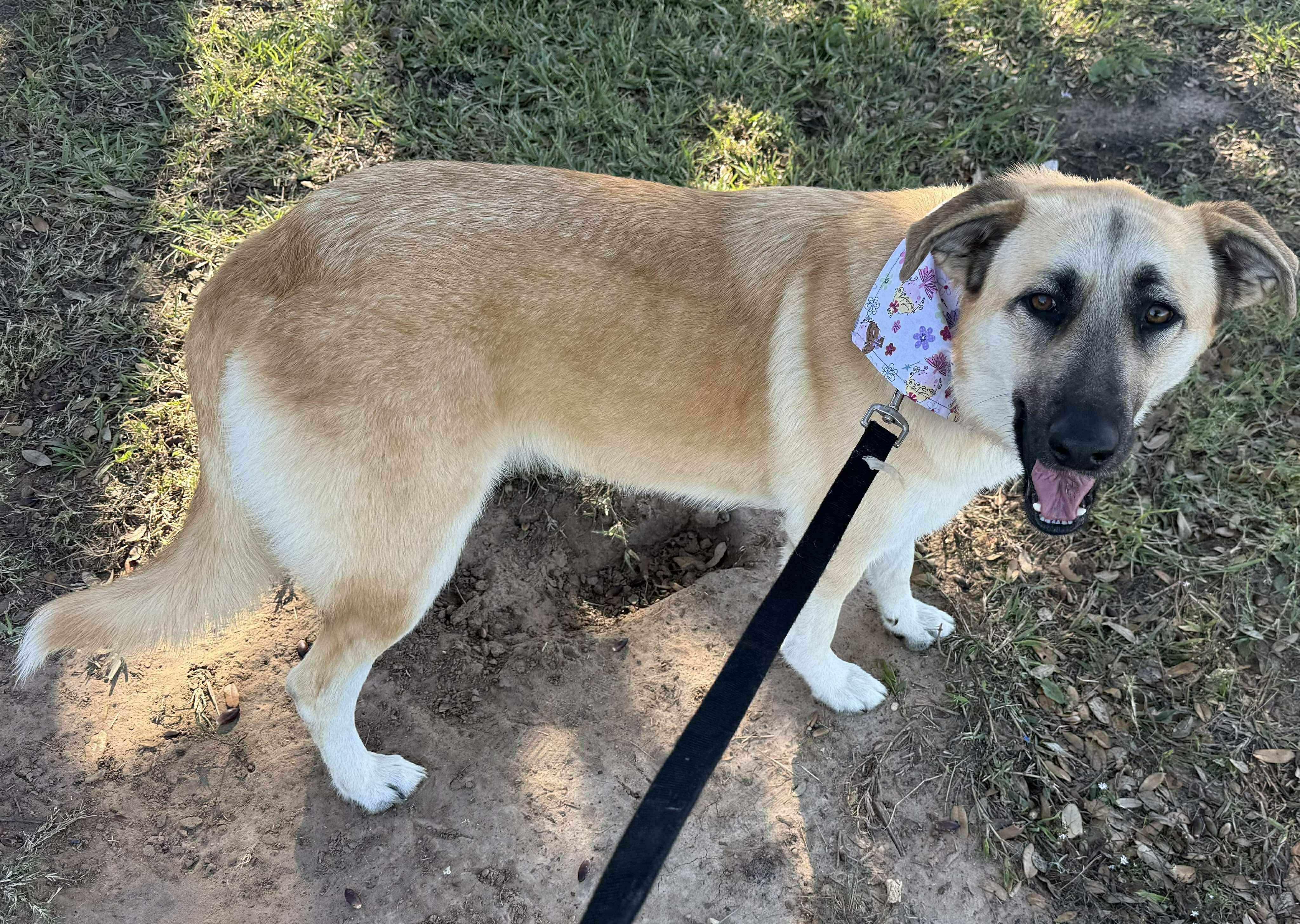 Ivory, ADOPTABLE, Young Female German Shepherd Dog.