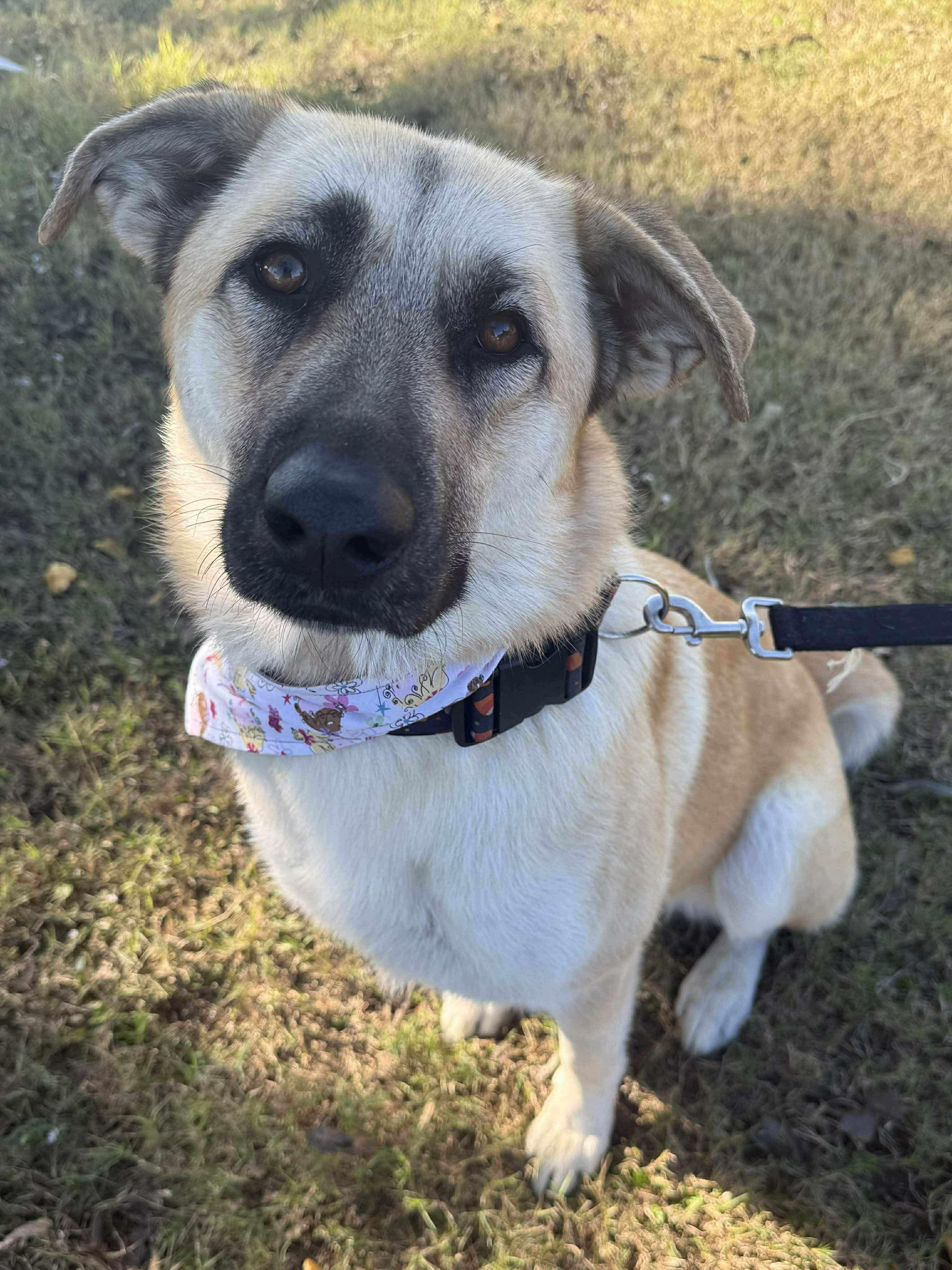 Enlarge Ivory, a other mixed breed in Covington, TX image 2/4