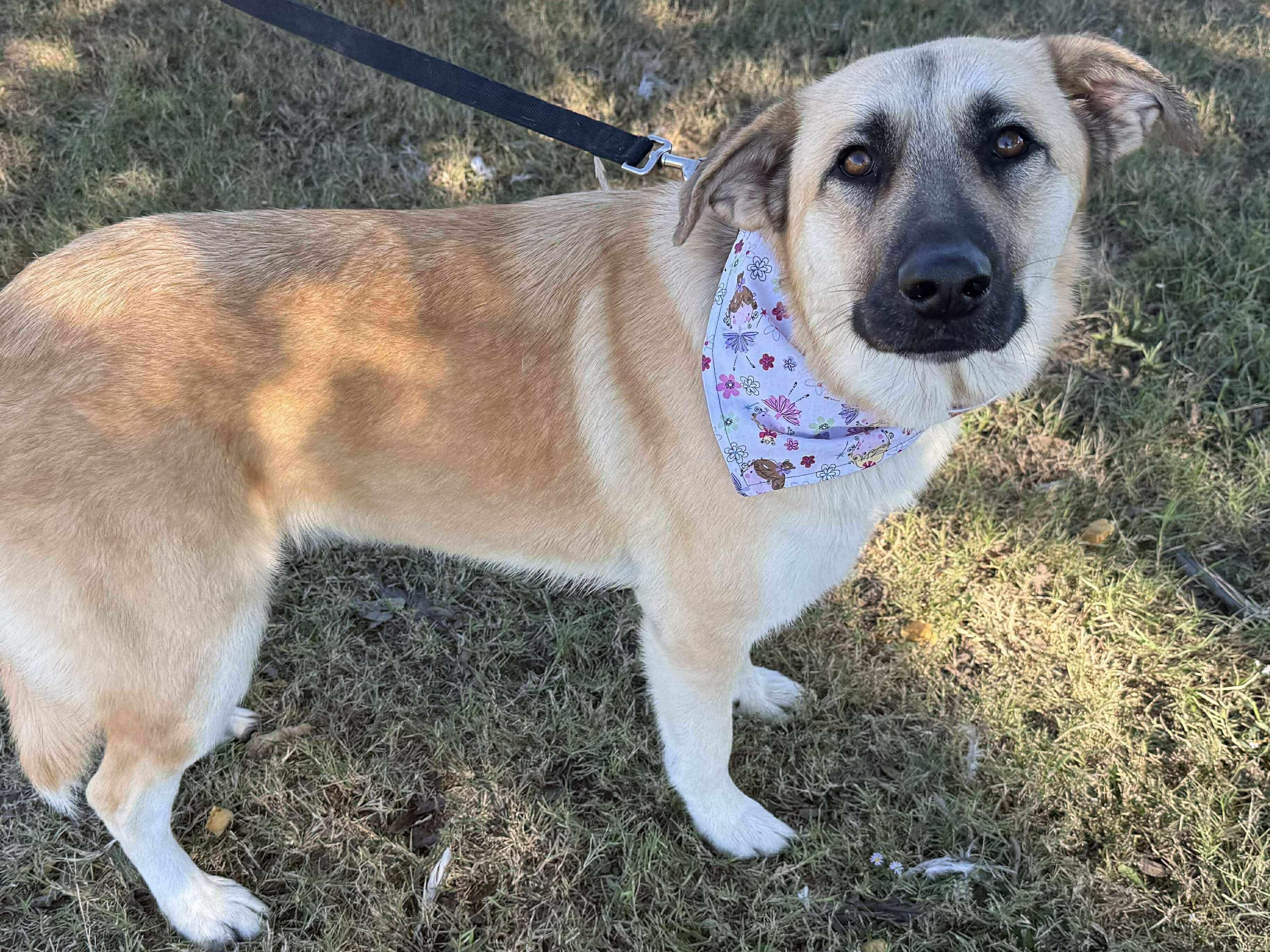 Enlarge Ivory, a other mixed breed in Covington, TX image 3/4