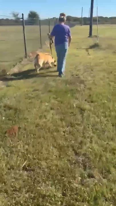 Enlarge Ivory, a other mixed breed in Covington, TX video 4/4