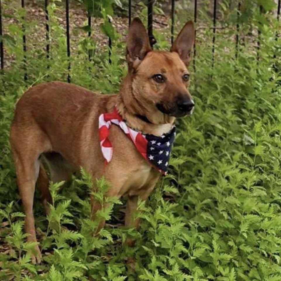 Rizzo, a ADOPTABLE mixed breed in Pelham, NH image 2/5