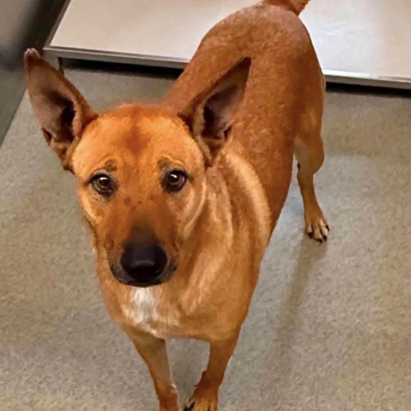 Rizzo, a ADOPTABLE mixed breed in Pelham, NH image 5/5