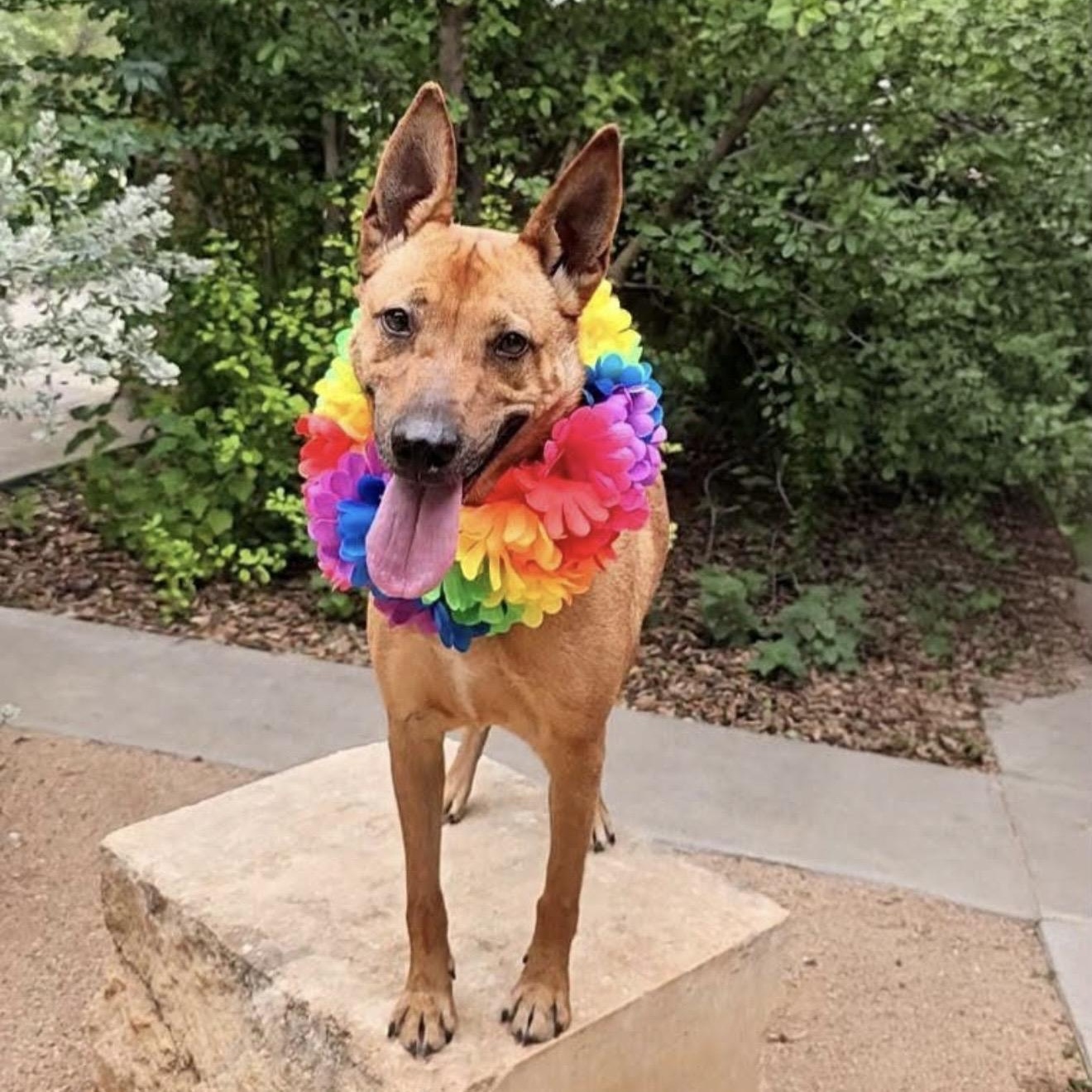Rizzo, a ADOPTABLE mixed breed in Pelham, NH image 3/5