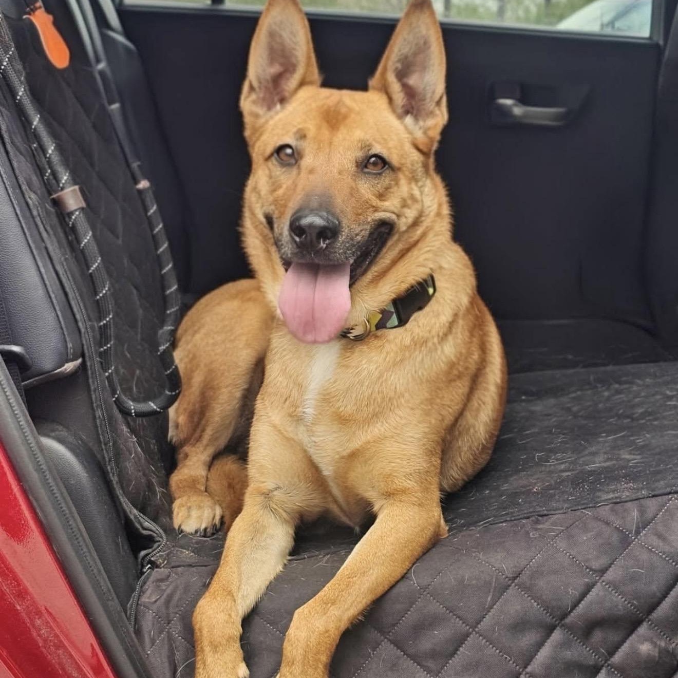 Rizzo, ADOPTABLE, Adult Female Shepherd.