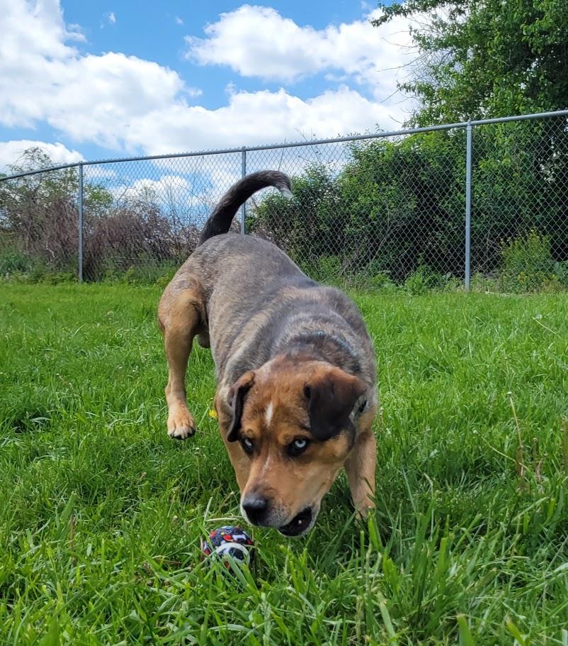 Regis, a ADOPTABLE mixed breed in Lisbon, OH image 5/6