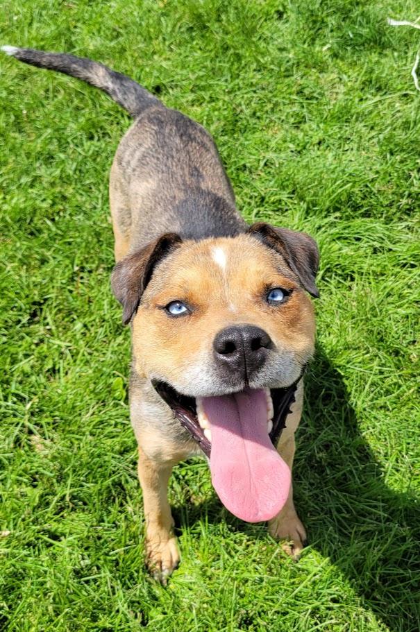 Regis, a ADOPTABLE mixed breed in Lisbon, OH image 4/6